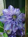Ranunculaceae-Clematis-Josephine-Clematite-Josephine.jpg