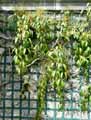 Ranunculaceae-Clematis-armandii-Clematite-du-Pere-Armand.jpg