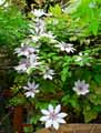 Ranunculaceae-Clematis-florida-Clematite.jpg
