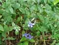 Ranunculaceae-Clematis-integrifolia-Clematite-a-feuilles-entieres.jpg