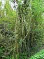 Clematis vitalba