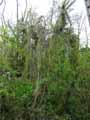 Clematis vitalba