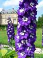 Delphinium Blue Bird