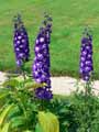 Delphinium Blue Bird