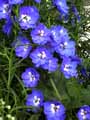 Delphinium Blue Heaven