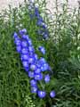 Delphinium Blue Heaven