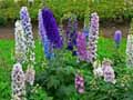 Delphinium Pacific Giant