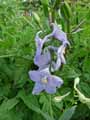 Delphinium delavayi