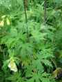Delphinium elatum