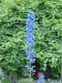 Delphinium elatum