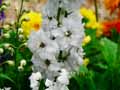 Delphinium elatum Galahad