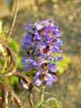 Delphinium elatum subsp. elatum