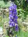 Delphinium fissum