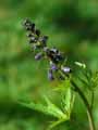 Delphinium formosum