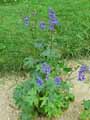 Delphinium formosum
