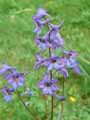 Delphinium formosum
