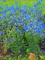 Delphinium grandiflorum