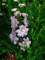Delphinium x elatum