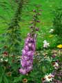Delphinium x elatum