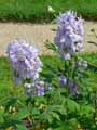 Delphinium x elatum