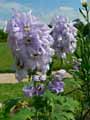 Delphinium x elatum