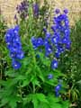 Delphinium x elatum