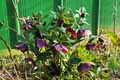 Helleborus Dark Shadows