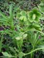 Helleborus foetidus