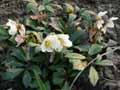 Helleborus niger