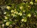 Helleborus orientalis