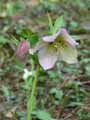 Helleborus orientalis