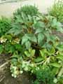 Helleborus x sternii