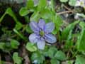 Hepatica nobilis, Hepatica triloba