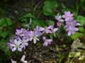 Hepatica nobilis Rosea