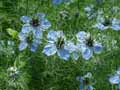 Nigella damascena