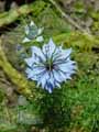 Nigella damascena