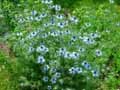 Nigella damascena