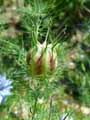Nigella damascena