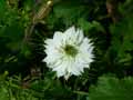 Nigella damascena