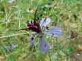Nigella hispanica