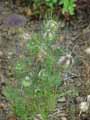 Nigella sativa