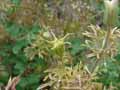 Nigella sativa