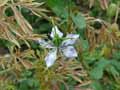 Nigella sativa