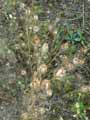 Nigella sativa