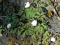 Pulsatilla alpina, Pulsatilla alba