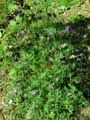 Pulsatilla montana