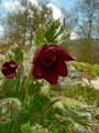 Pulsatilla vulgaris