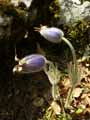 Pulsatilla vulgaris