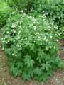 Ranunculus aconitifolius