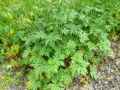 Ranunculus acris